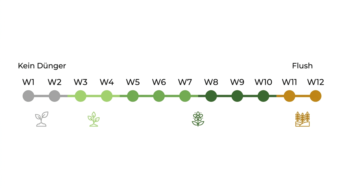 Autoflower Düngeplan Woche für Woche – von der Keimung bis zur Ernte