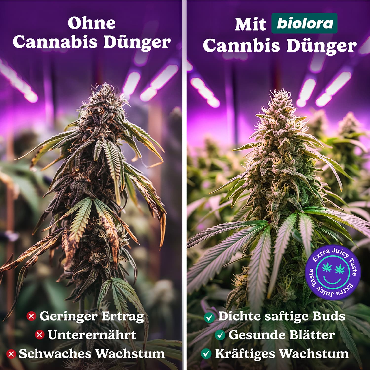 BIOLORA® für Indoor und Outdoor Anbau